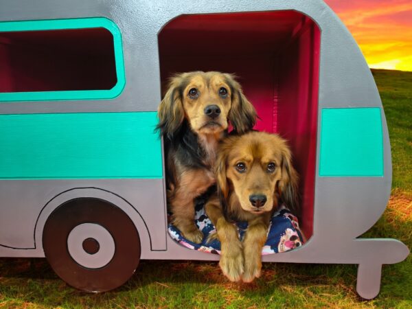CASA PARA PERROS EN MADERA EN FORMA DE REMOLQUE PERROS GRANDES - Imagen 4
